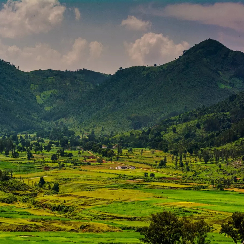 Photo of Araku