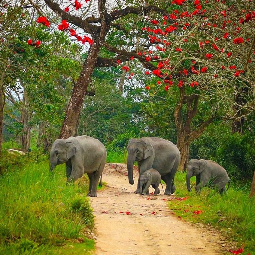 Photo of Kaziranga