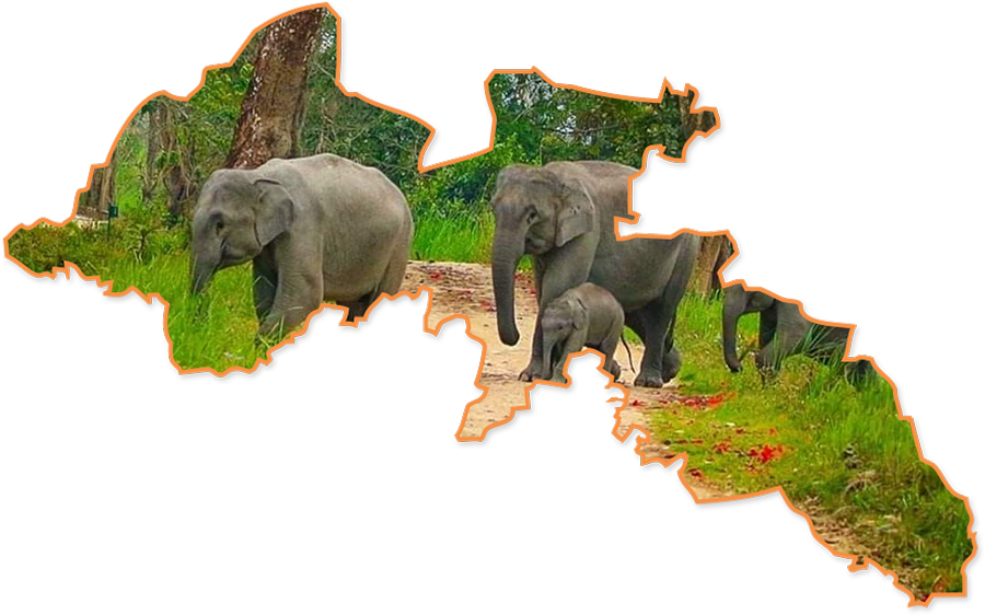 Photo of Kaziranga